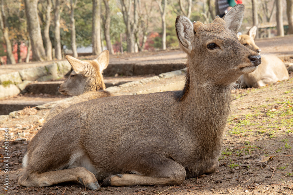 奈良公園の鹿