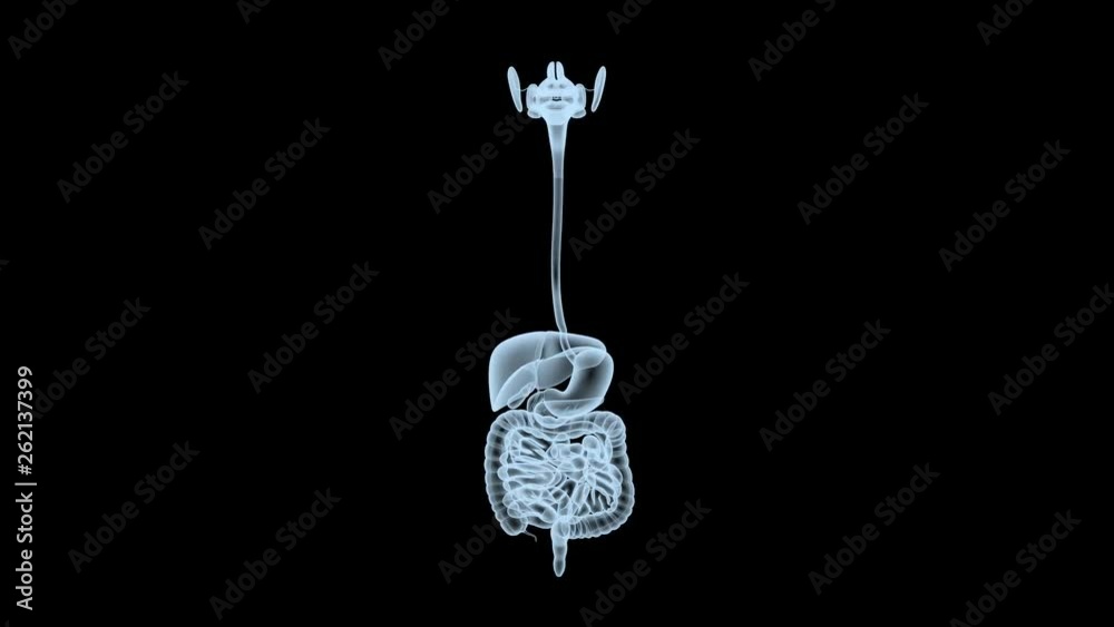 3d of human digestive system