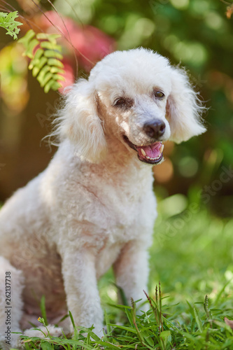 Portrait of white poodle dog