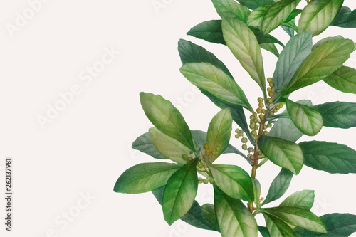 Botanical themed design space