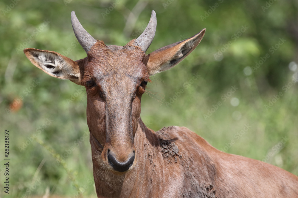 Obraz premium Leierantilope oder Halbmondantilope / Common Tsessebe / Damaliscus lunatus...