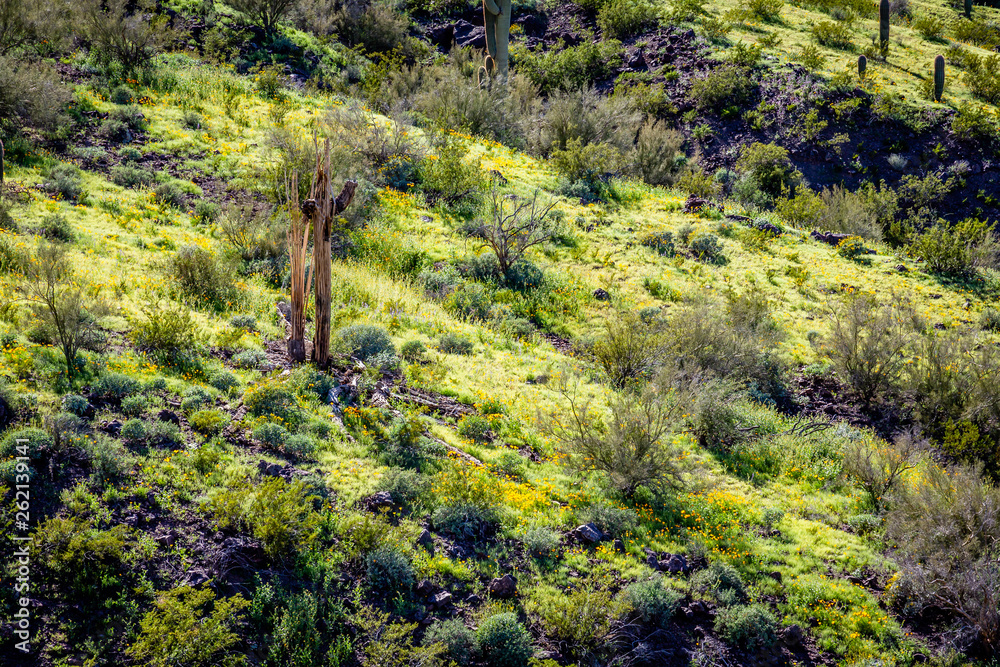 Skeletal remains of past Saguaro cacti stand guard over their former domain. Picacho Peak State Park in Arizona. Skeletal remains of past Saguaro cacti stand guard over their former domain. Picacho Peak State Park in Arizona.