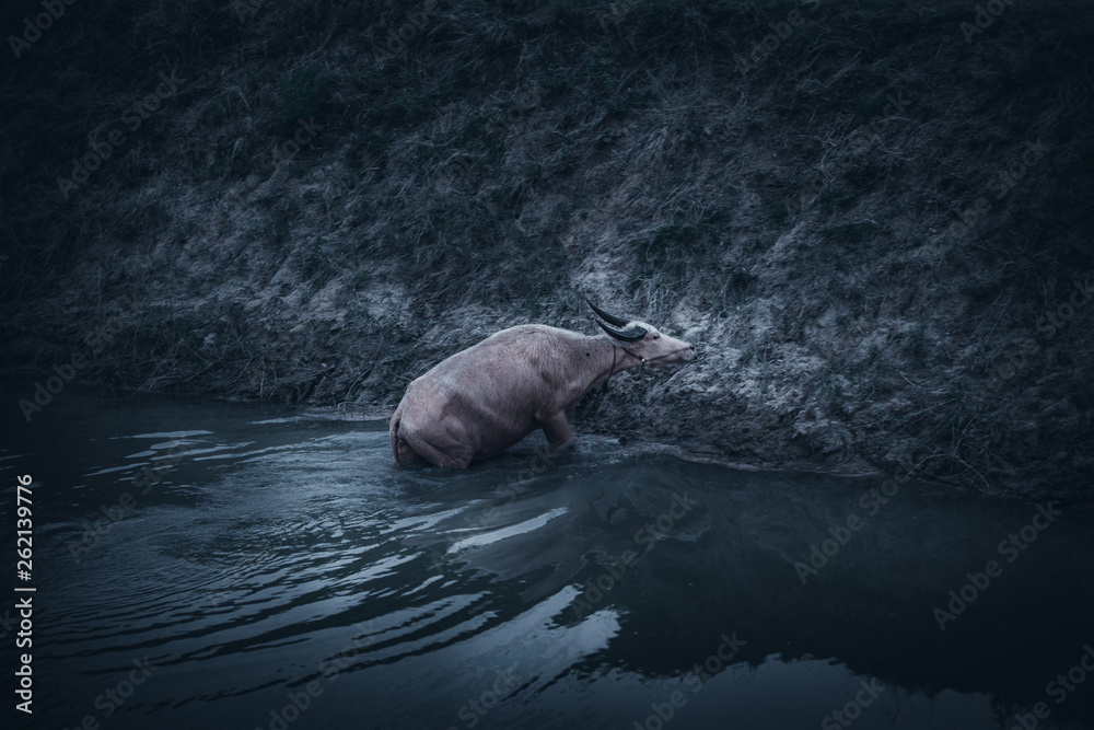 Fototapeta premium Thai buffalo , dark tone