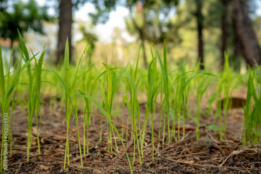Close-up of fresh seedlings are growing from ground on blurred trees background Close-up of fresh seedlings are growing from ground on blurred trees background
