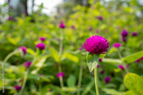 Beautiful and charming violet globe amaranth flower on blurred purple flowers and green leaves background, copy space