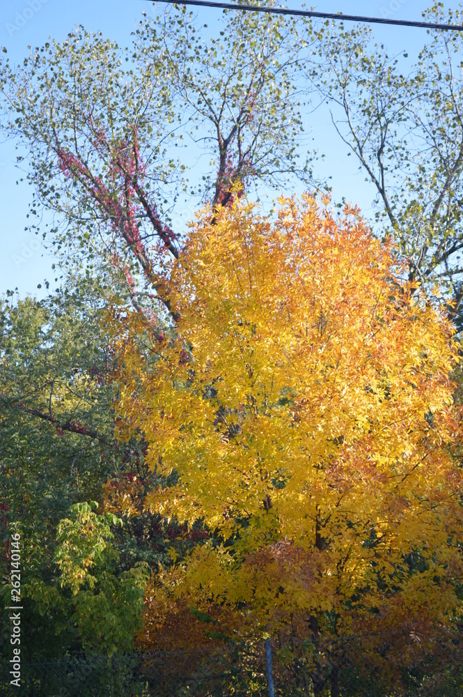 fall yellow fall yellow