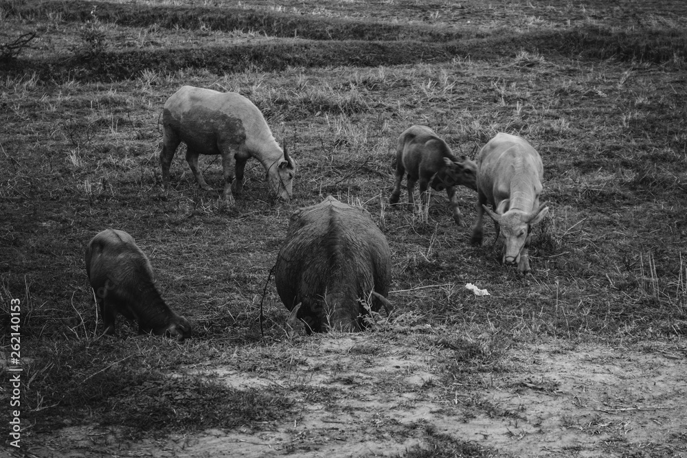Buffalo buffalo eating grass Buffalo buffalo eating grass