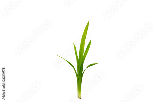 Close up green leaf of Pandanus Palm  Fragrant Pandan  Pandom wangi isolated on white background.Saved with clipping path.