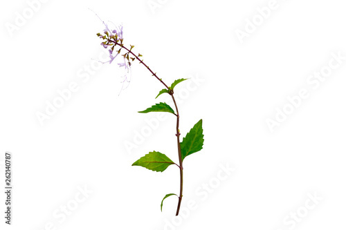 Close up  Orthosiphon aristatus isolated on white backgeound.Saved with clipping path.