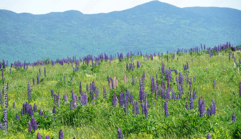 lupine blossom in spring in wild area with forest and green mountain lupine blossom in spring in wild area with forest and green mountain