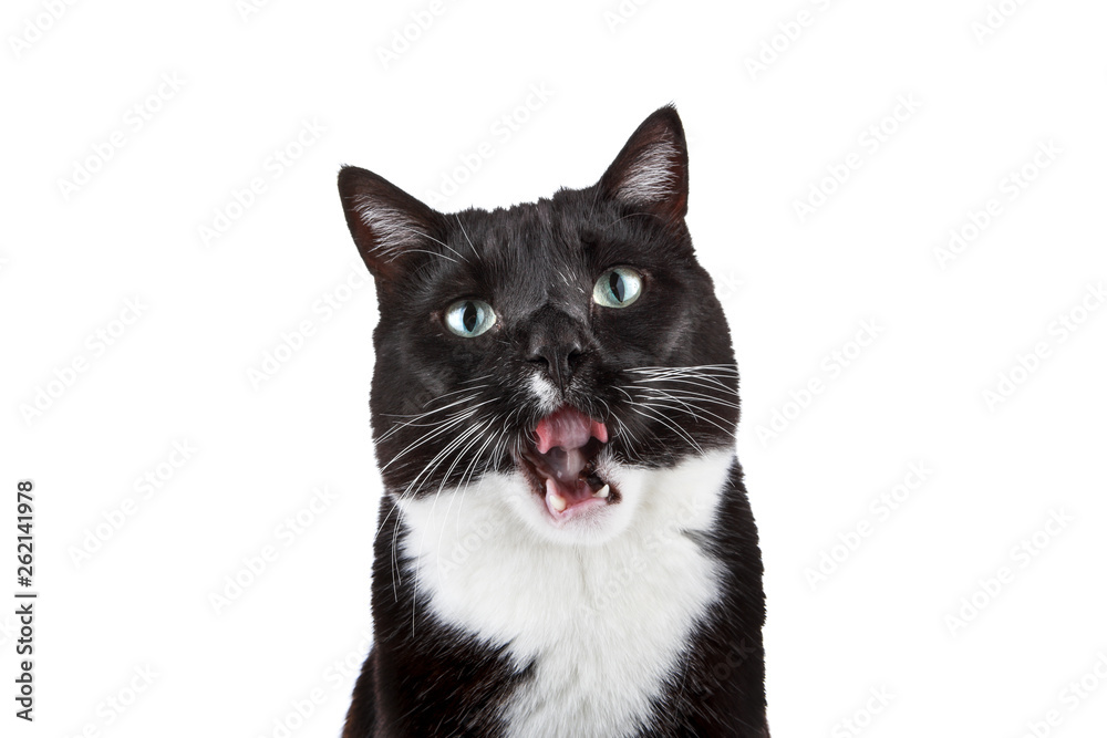 Black and White tuxedo cat with his mouth open