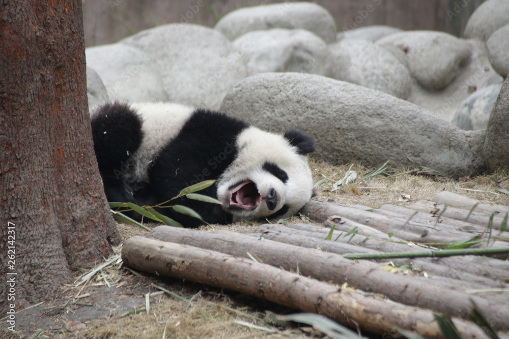 Fototapeta premium Little Baby Panda Cub is Yawning, Chengdu, china