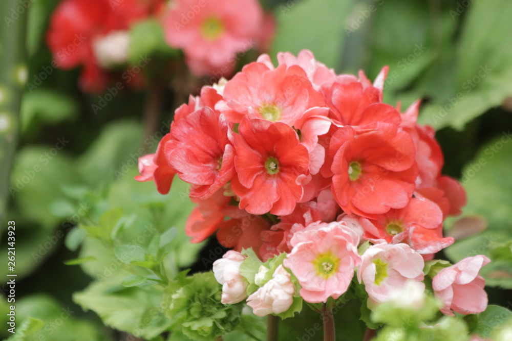 Begonia Flowers , Begonia obliqua, are Blooming in Springtime Colorful Flowers Freshen up the Summer Days in the Park Begonia Flowers , Begonia obliqua, are Blooming in Springtime Colorful Flowers Freshen up the Summer Days in the Park