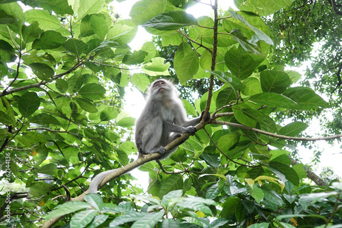 Monkey Forrest in Bali