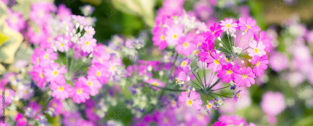 Obraz premium Cluster of small pink flowers blossom in the botanical garden in soft focus