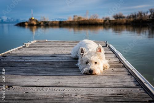 Принти на полотні dog on beach dock lake