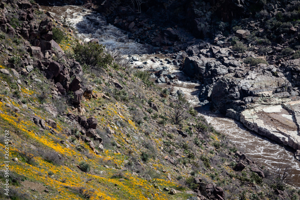 Salt River Canyon is draped in a brilliant display of Spring Gold Poppies. Eastern Arizona.
