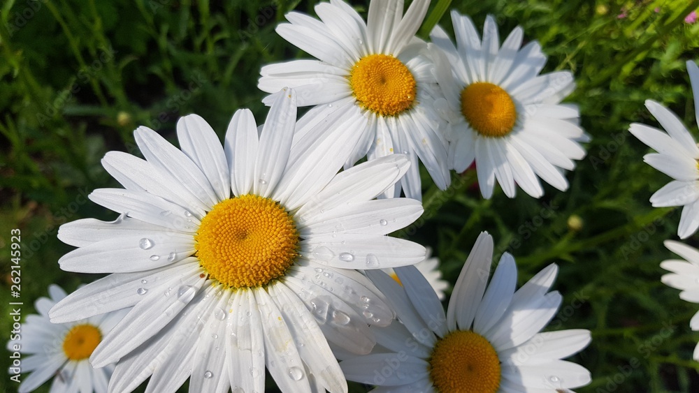Fototapeta premium White Daisy With Water Droplets