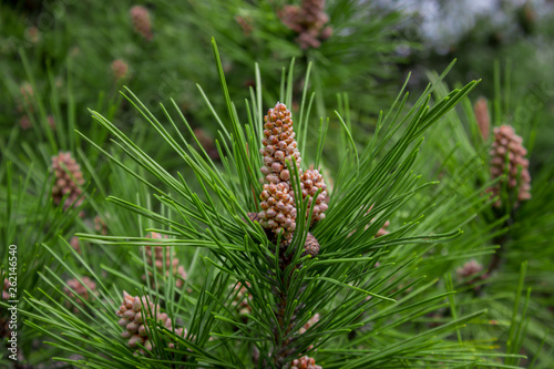 Scots pine - Pinus sylvestris in Sochi Dendrarium. Closeup of cones. photo