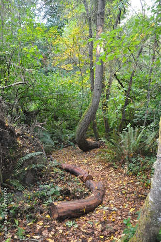 Autumn Trail