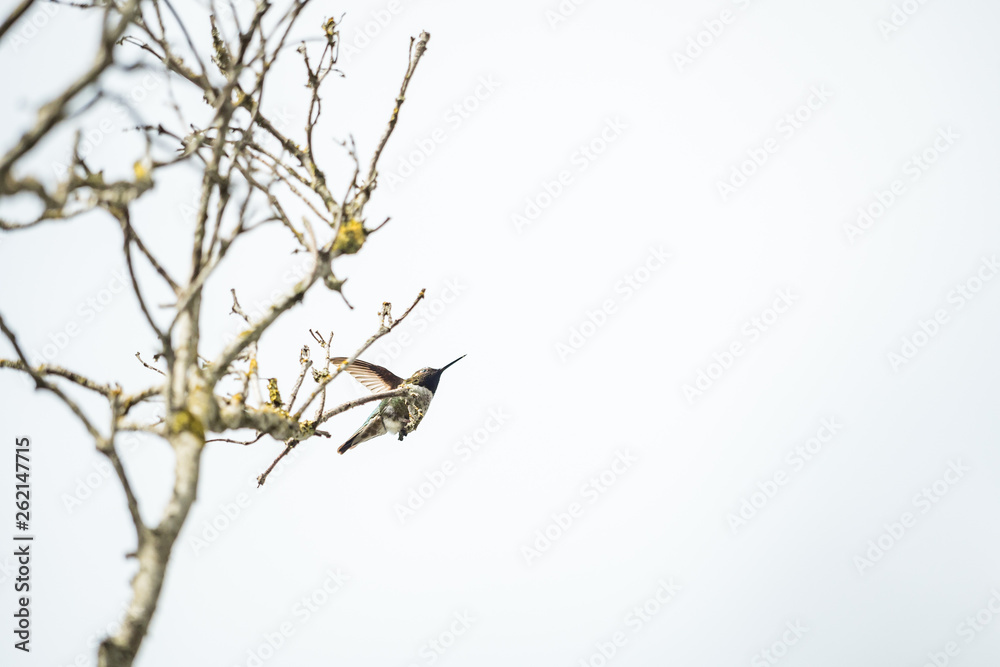 tiny ana's humming bird resting on the top of tree branch under bright sky tiny ana's humming bird resting on the top of tree branch under bright sky