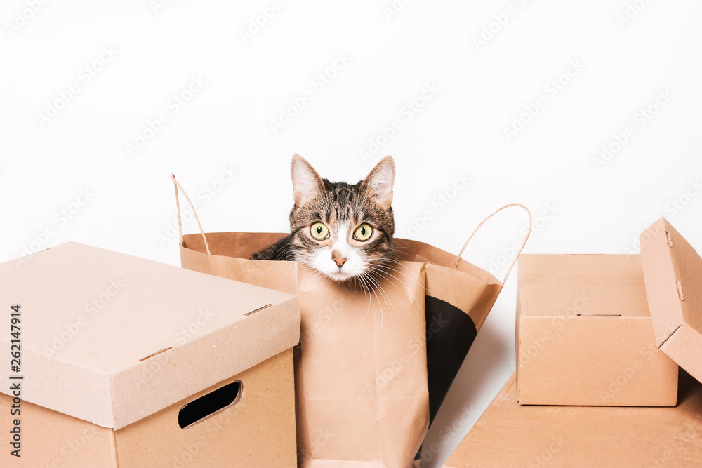 Fototapeta premium cat looks Cardboard boxes