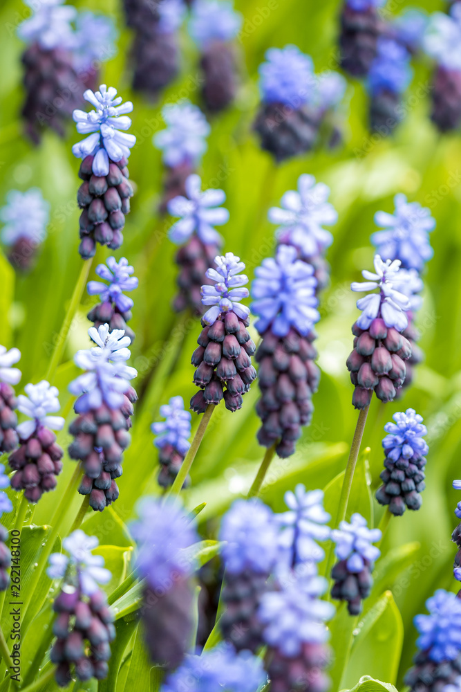 beautiful grape hyacinth flower filed in the shade in the park with green background beautiful grape hyacinth flower filed in the shade in the park with green background