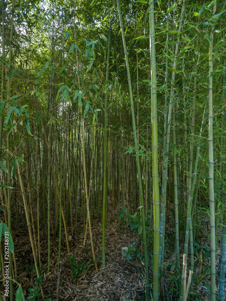 Naklejka premium High thickets of bamboo.