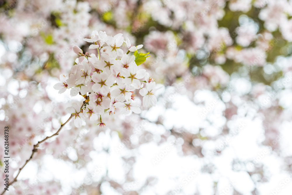 close up of beautiful pink cherry blossom on the branch with blurry background close up of beautiful pink cherry blossom on the branch with blurry background