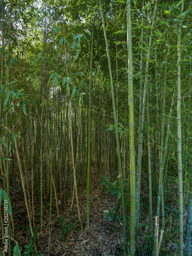 High thickets of bamboo.