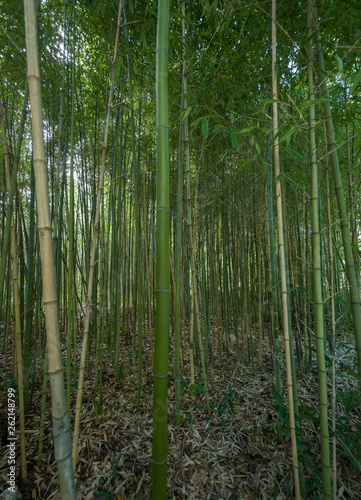 High thickets of bamboo.
