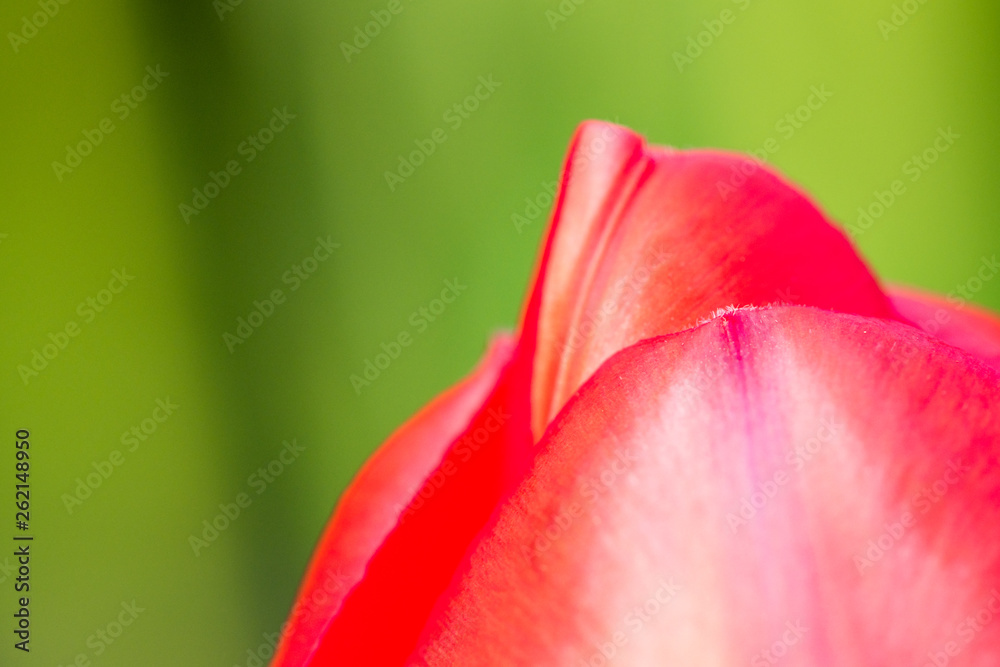 close up of the tip of red tulip flower with creamy green background