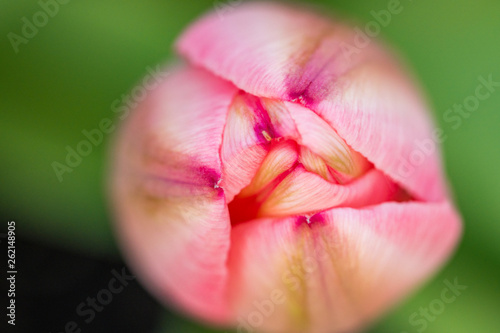 macro shot top view of one beautiful pink tulip flower bud with creamy green background