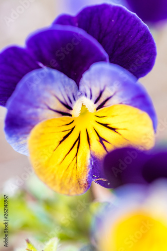 close up of beautiful pansy flower with purple and yellow colour on the petal