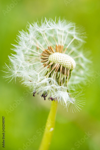 close up shot of single white dandelion flower with creamy green background in the shade