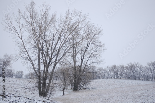 Snow in Field