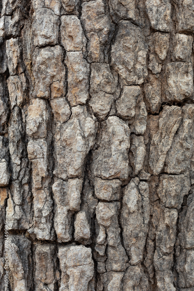 Bark Background Texture nature