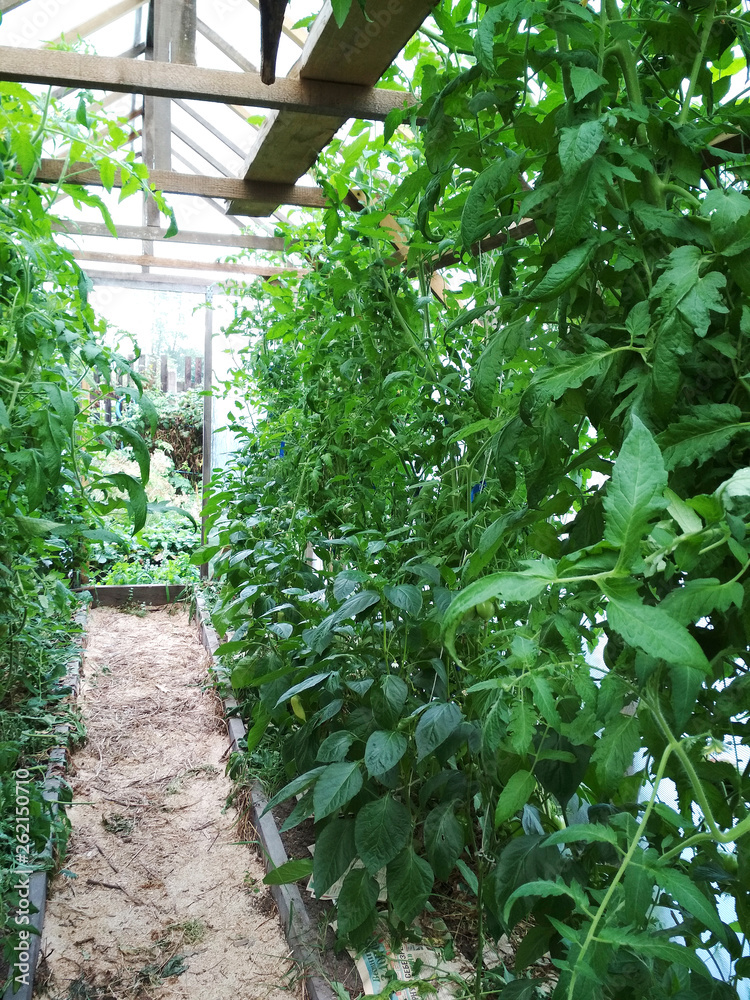 A large number of leaves of green not ripe tomatoes in the greenhouse