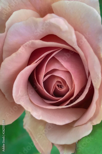 pink rose