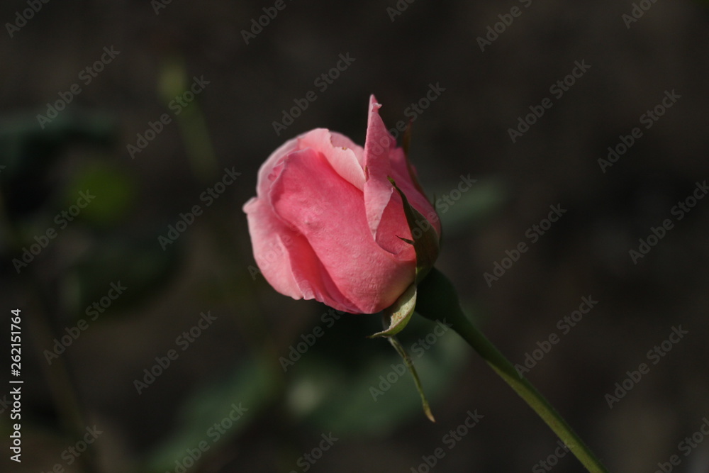 estas son diferentes tipos de flores y hojas, fotos tomadas en distintos lugares y jardines aqui podemos observar diferentes tipos,colores ,texturas y tamaños . estas son diferentes tipos de flores y hojas, fotos tomadas en distintos lugares y jardines aqui podemos observar diferentes tipos,colores ,texturas y tamaños .