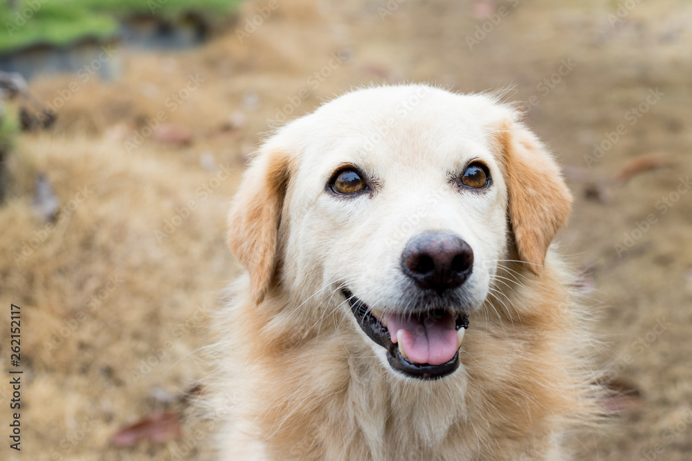 Brown color hybrid dog waiting for owner