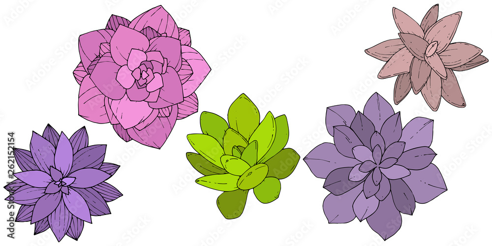 Vector Succulents floral botanical flower. Engraved ink art. Isolated succulents illustration element. Vector Succulents floral botanical flower. Engraved ink art. Isolated succulents illustration element.