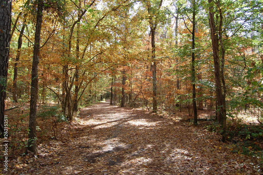 Fall Path in Woods Fall Path in Woods