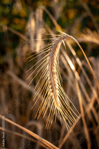 Ear of wheat in sunlight