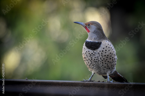 Northern flicker on railing