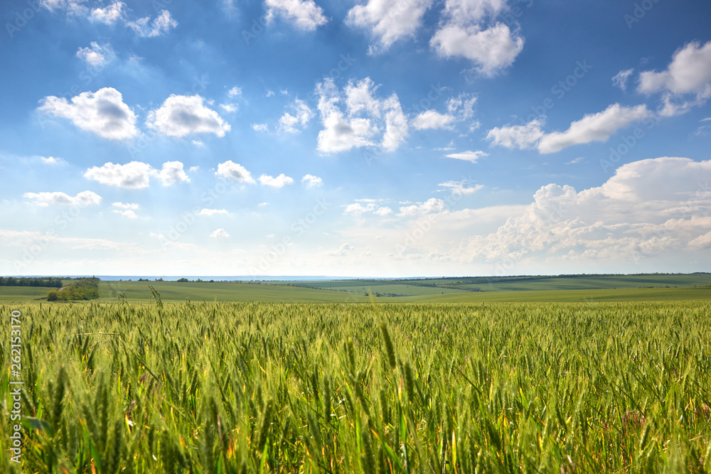 spring landscape - agricultural field with young ears of wheat, green plants and beautiful sky