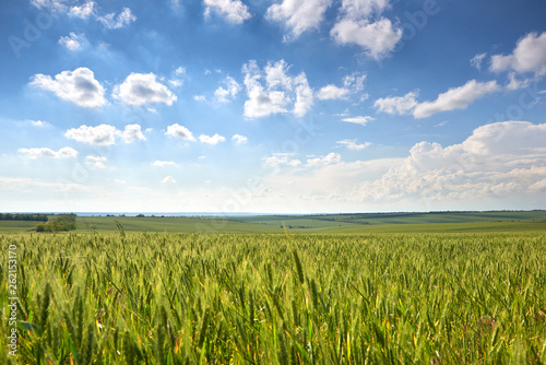 spring landscape - agricultural field with young ears of wheat  green plants and beautiful sky