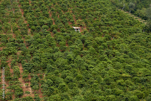 Coffee Beans