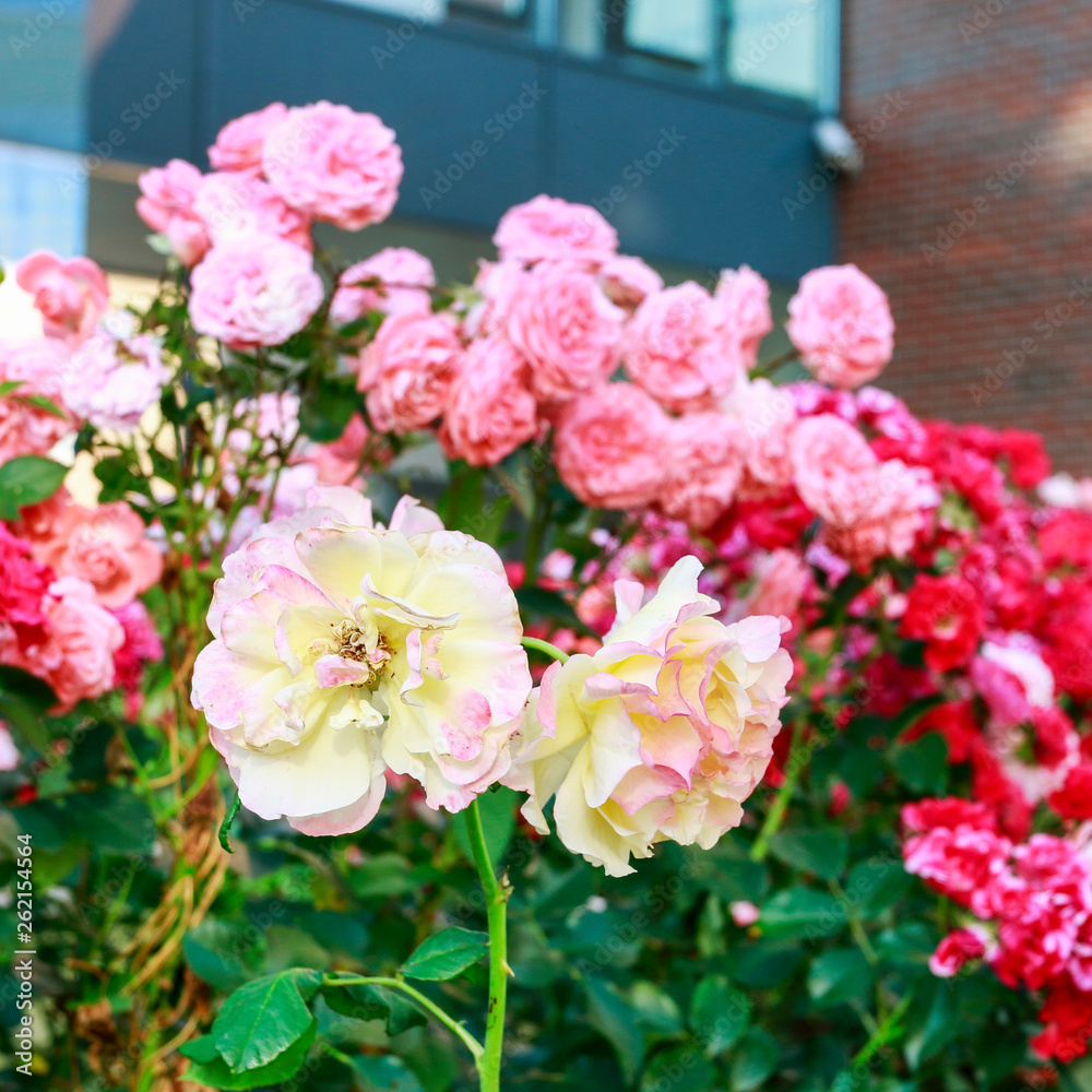 Rose bush in the garden. Rose bush in the garden.