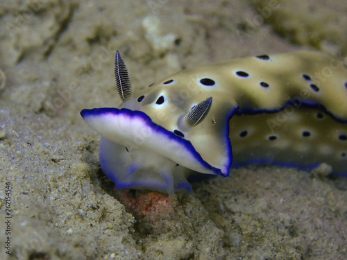 Closeup with nudibranch Hypselodoris tryoni during leisure dive in Sabah, Borneo. photo
